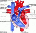 The direction of blood flow through the heart.